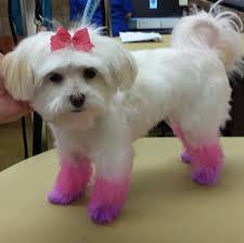 Cutting crew is your local premier family hair salon. Petsmart Pamper Pets Dog Haircuts Dog Hair Dye