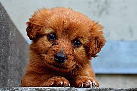 Check spelling or type a new query. Royalty Free Photo Brown Labradoodle Puppy Lying On Gray Concrete Stair Pickpik