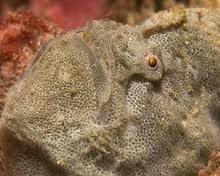 Image result for Searsia monticola