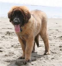 Why buy a leonberger puppy for sale if you can adopt and save a life? Pin On Lil Doggies And Kitties