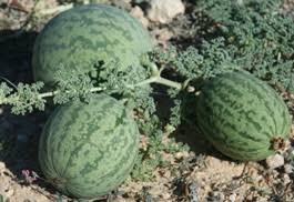 Image result for Citrullus lanatus