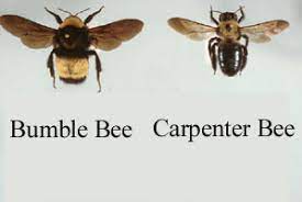 Both bumble bees and carpenter bees are unlikely to sting you unless you disturb their nests. Carpenter Bee Identification And Signs
