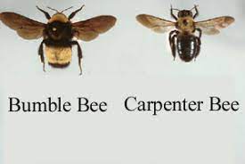 Carpenter bees damage wood by boring, male carpenter bee. Bumble Bees