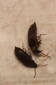 Tiny black bugs around the bug eric: Tiny Black Beetles On Kitchen Counter