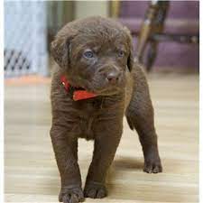 Chesapeake Bay Retriever Puppies Ready For Their New Homes May 7th Ad 64419 Puppies Chesapeake Bay Retriever Chesapeake Bay Retriever Puppy