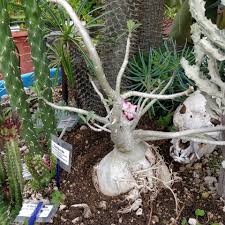 Image result for Monadenium spinulosum
