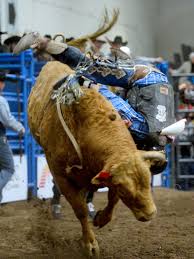 Visualize os perfis de profissionais com nome de joão ricardo vieira no linkedin. Mansch Bucking Bull From Hi Line A Highlight At Recent American Rodeo