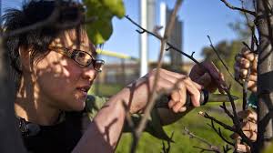 Spliced it with a apple tree, a cherry tree and a snapdragon just for giggles. Guerrilla Grafters Bring Forbidden Fruit Back To City Trees The Salt Npr