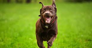 Full grown yellow lab border collie mix. Labrador Collie Cross