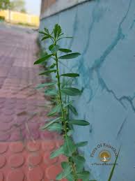 Image result for Phyllanthus mendesii