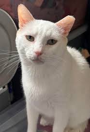 Billy the Kidden Rescue added a...