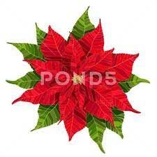 Red Poinsettia Flower Realistic Vector Illustration Stock Illustration Ad Flower Realistic Red Poinsettia Vector Illustration Poinsettia Flower Illustration