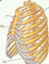The ribs form the main structure of the thoracic cage protecting the thoracic organs, however their main function is. Human Anatomy Ribs Physics For Ethiopian Science Society Facebook