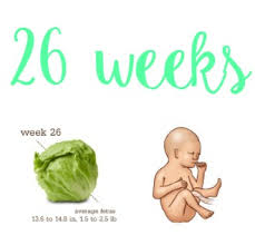 Your baby is approximately 13.38 inches (34 cm) long and weighs 2 pounds (0.9 kg). 26 Weeks With Baby G4 Little Us