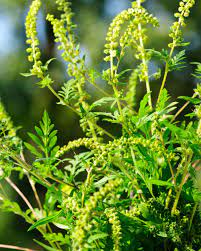 Maybe you would like to learn more about one of these? Common Lawn Weeds And How To Get Rid Of Them
