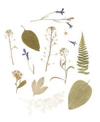 Im sommer oder im winter ist ein kleiner ausflug auf den schulhof oder dorthin, wo bäume stehen, lohnenswert. Bilder Herbarium Gratis Vektoren Fotos Und Psds