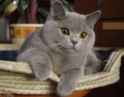Pretty Cat On Tumblr Cute Cats And Kittens Pretty Cats Cats