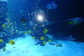 Dory Isn T A Fictional Fish In Finding Nemo She Just Keeps Swimming In The Oceanographic Museum In Monaco Fish Pet Nemo Pets