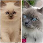 The Blue Mitted Ragdoll Cat - Description and Photos