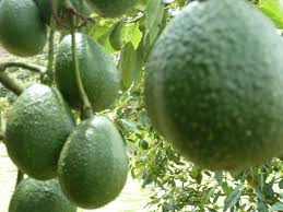 En 48 horas se alza el telón de la fase. Aguacates Guacamayas On Twitter Colombia Exporta Aguacate Hass A Alemania Argentina Bahrein Belgica Canada Costa Rica Dinamarca Emiratos Arabes Espana E U Francia Holanda Inglaterra Italia Panama Portugal Reino Unido Rusia Suecia