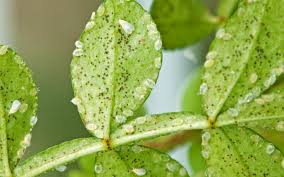 Whiteflies can infest just about any green growing plant in warm conditions, which is why they are more common in greenhouses and on indoor houseplants. Get Rid Of White Flies On Houseplants Indoor Gardening