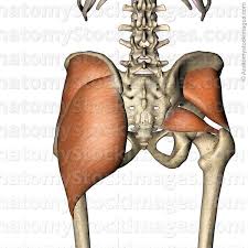 Anatomy Stock Images Hip Muscles Musculus Piriformis Gluteus Maximus Medius Minimus Muscle Femur Crista Iliaca Sacrum