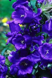 75 Heirloom Canterbury Bells Seeds Medium Blue Heirloom Flower Seeds Non Gmo Flower Seeds Blue Flower S Heirlooms Flowers Flower Seeds Types Of Flowers