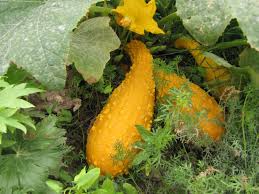 Image result for Cucurbita