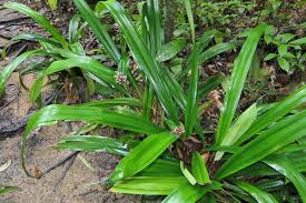 Image result for Mapania