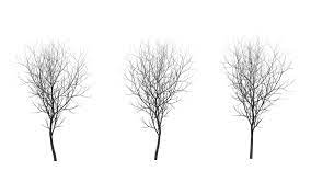 Winter Trees 06