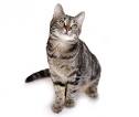 Highlander, Arabian Mau, Khao Manee, European Shorthair ...