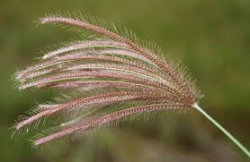 Image result for Chloris pilosa