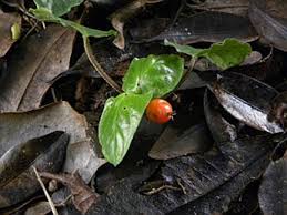 Image result for Geophila repens