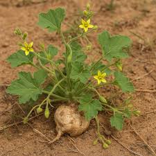 Image result for Corallocarpus epigaeus