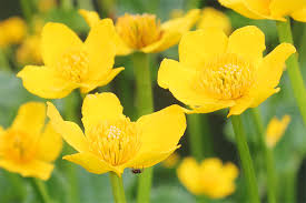 Immergrüne pflanzen für den außenbereich. Pflanzen Fur Den Naturnahen Gartenteich Nabu