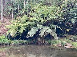 Image result for Cyatheaceae