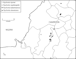 Image result for Psychotria mildbraedii