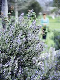 There are many possibilities among evergreen species, flowering shrubs, and other specimens that deer aren't likely to munch on. These Are The Top Deer Resistant Plants For The South Deer Resistant Plants Deer Resistant Garden Deer Resistant Landscaping
