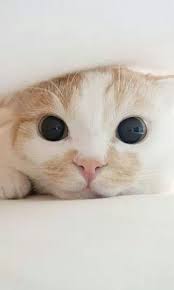 Ucuz Mama Adli Kullanicinin Kediler Cats Panosundaki Pin Sevimli Kediler Evcil Hayvanlar