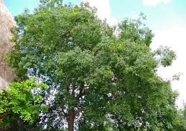 Image result for Berchemia discolor