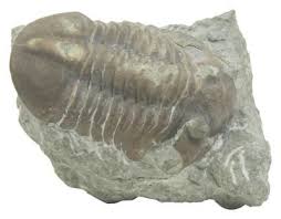 Types Of Rock Fossils In Arkansas Ehow Fossils Rock Types Rocks Fossils