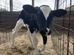 Name the Calf Contest “P” Winners