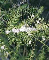 Image result for Asparagaceae