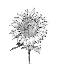Sun Flower By Jee Sun Kim In 2020 Flower Drawing Drawings Flower Sketches