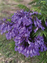 Image result for Jacaranda mimosifolia