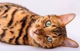 I've had numerous tabby cats who may kill. Bengal Cat World Ebay Stores