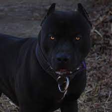 The prague ratter (pražský krysarík) used to grace the royal palaces and were present at royal banquets in the middle ages. Prague Xxl Designer Pitbulls Facebook