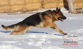 German shepherd dogs are noble german shepherd pups and dogs are bred to embody the qualities that people are most attracted to in humans: German Shepherd Breeders Zamolxishaus German Shepherd