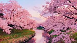 Cherry blossom trees are beautiful and vibrant, but they're also finicky and hard to grow. Dreamy Cherry Blossom Trees 1626045 Free Hd Video Clips Stock Video Footage