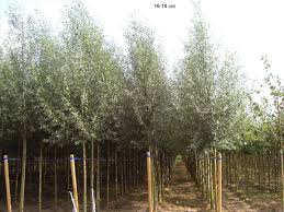 Weide Kegel Silberweide Silberweide Weidenbaum Schmaler Garten